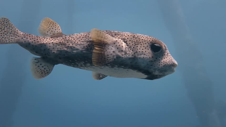 Pigmentation of a fish swimming in the midst of the sea with sunlight reflection