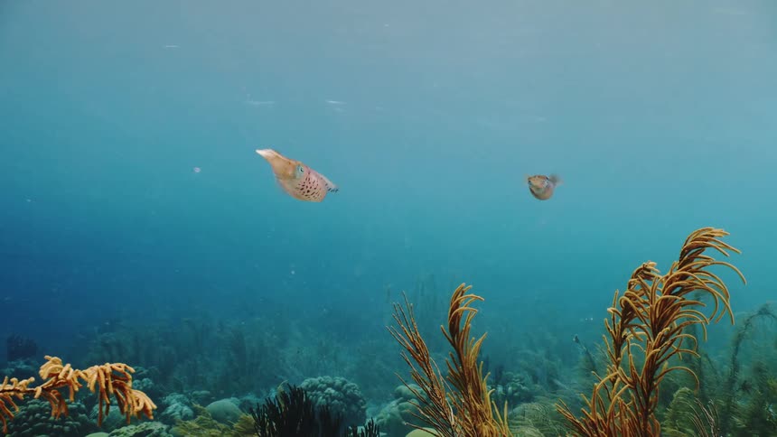 A couple squid swimming in the blue ocean waters