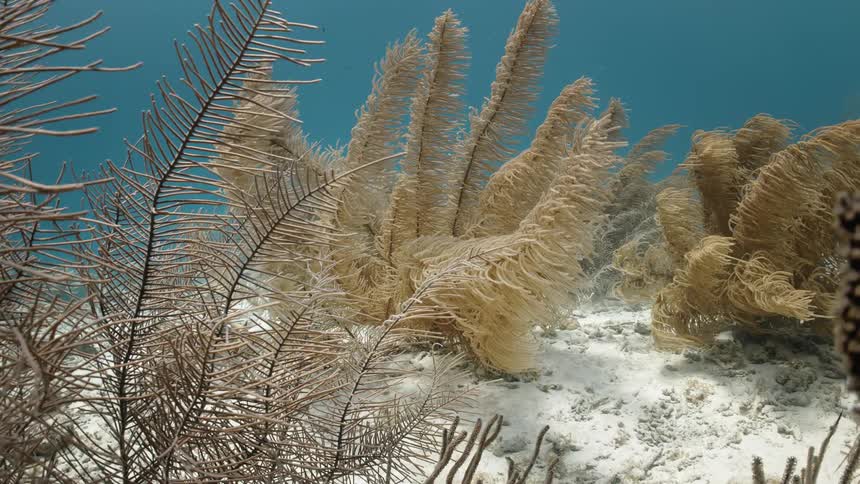 Aquatic plants and corals wave in the ocean