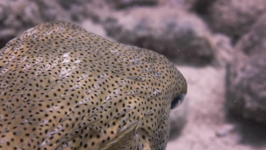 A close up clip of a fish swimming under water