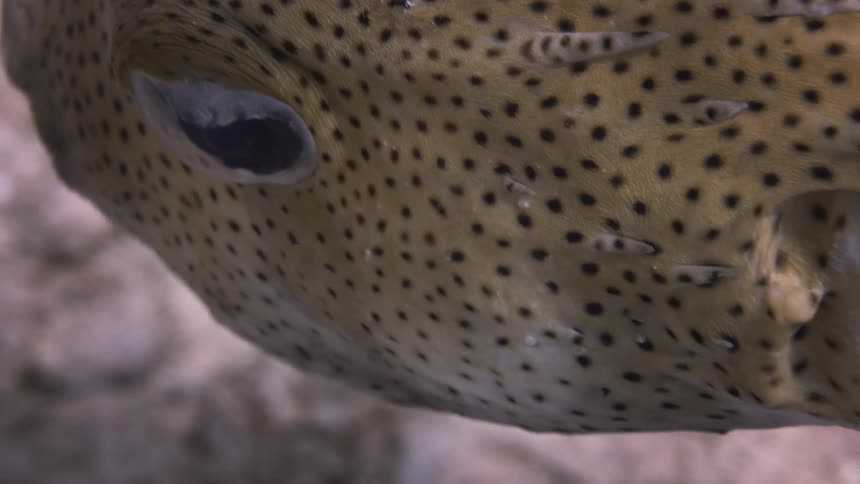An extremely close up spotted fish swims along the ocean floor