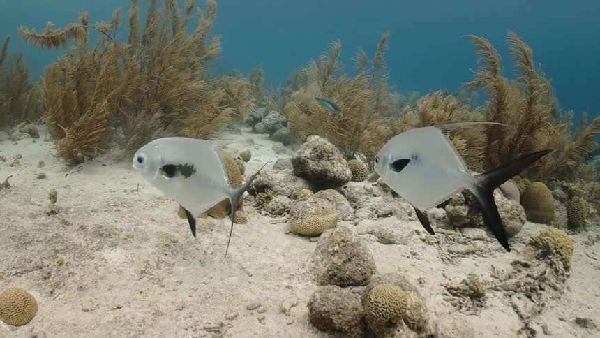 Black and white fish swimming in the midst of clear water