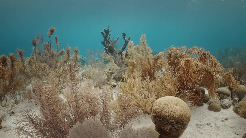 Fish swim among coral and kelp on seafloor