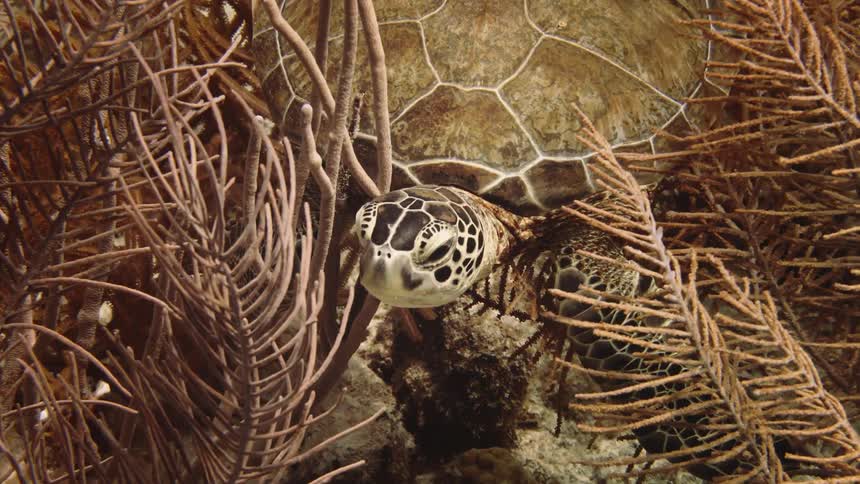 A turtle underwater next to sea vegetation