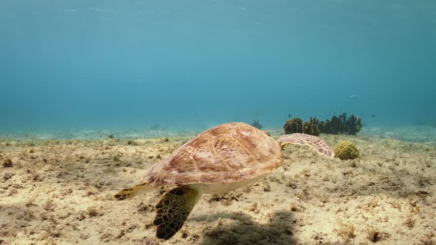 Sea turtle swimming near the sea floor