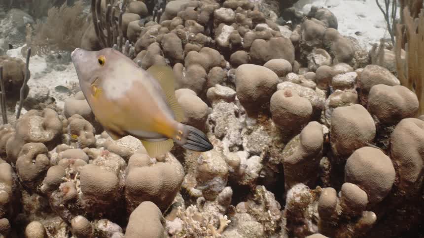 Fish swim close to the coral reef