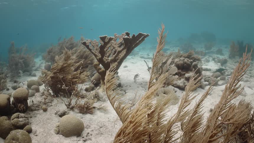 A clip of underwater plants
