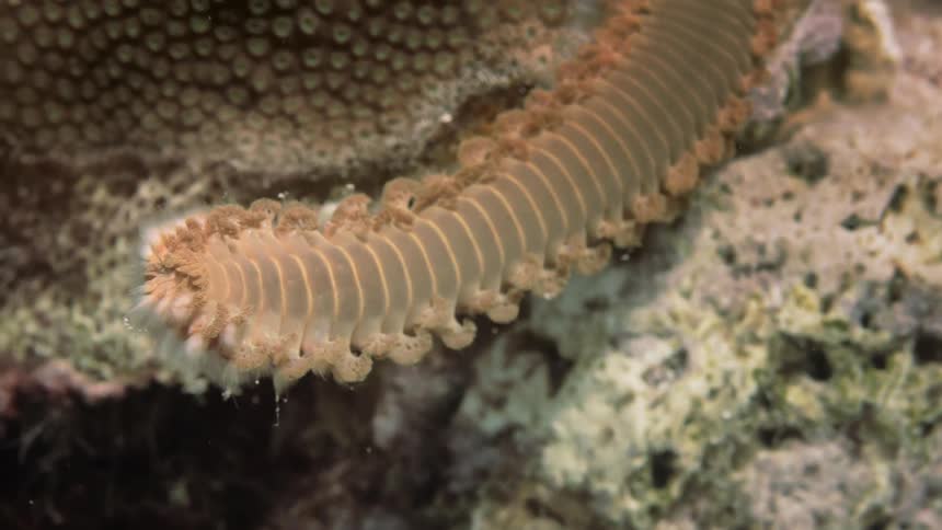 Aquatic creature with fur among the corals