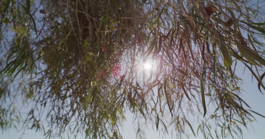 A close up clip of a tree