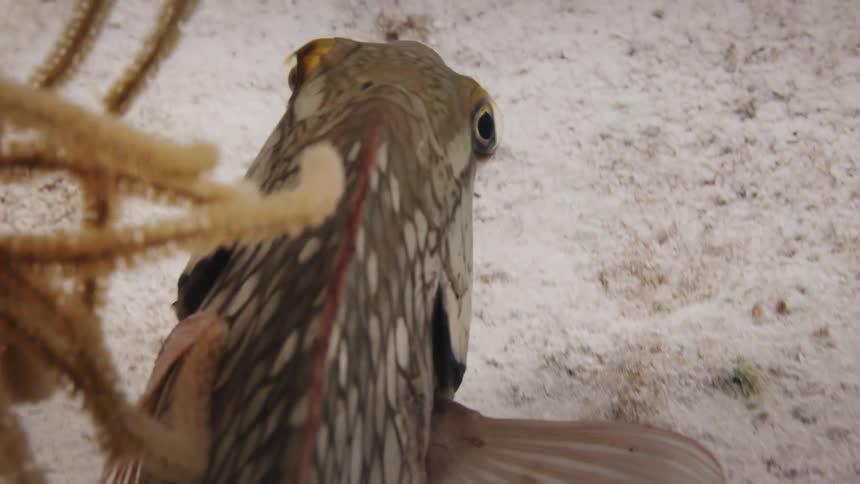 A brown and white scaled fish with fins outstretched glides on the white sand of the ocean floor below a brown fuzzy coral plant leaf