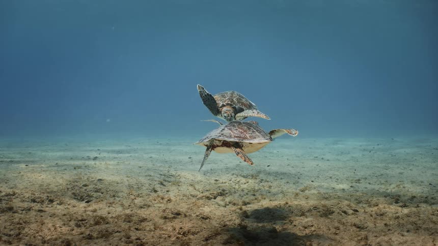 Turtles in the open sea with a reflection of the sun