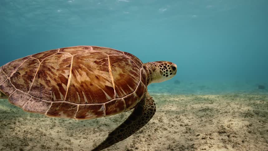 Turtle swimming in the sea with a reflection of the sun