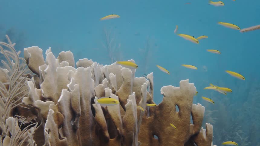 Aquatic plants and corals wave in the ocean current