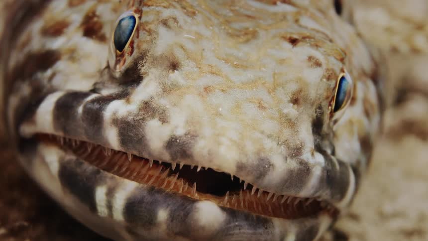 Fish opening its mouth and expanding its jaw