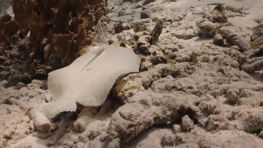 Flat fish swimming at the bottom of the ocean