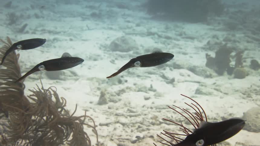 A shoal of tropical fish swimming over a coral reef