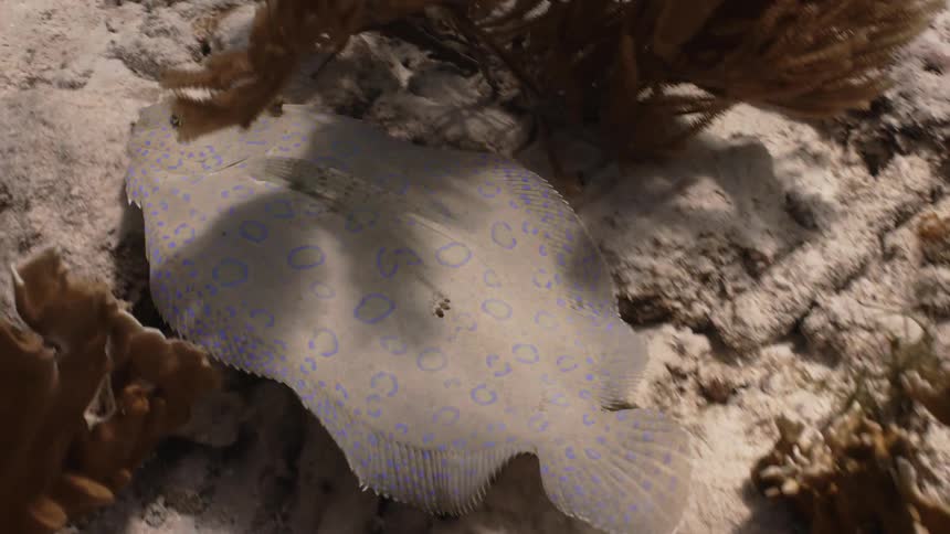 The marine life is swimming low to the ocean floor