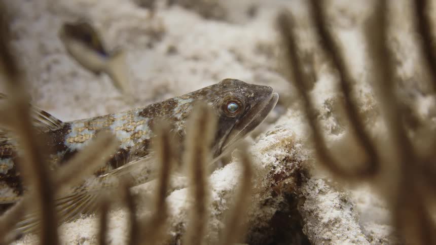 Fish stationary on a reef with other smaller fish swimming past