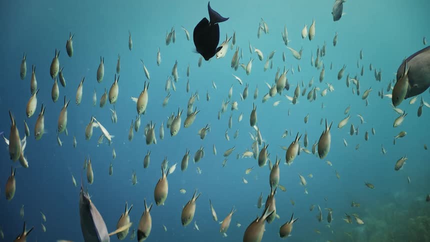 A shoal of tropical fish swimming in the ocean
