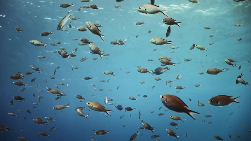 Lots of fish swimming in the ocean