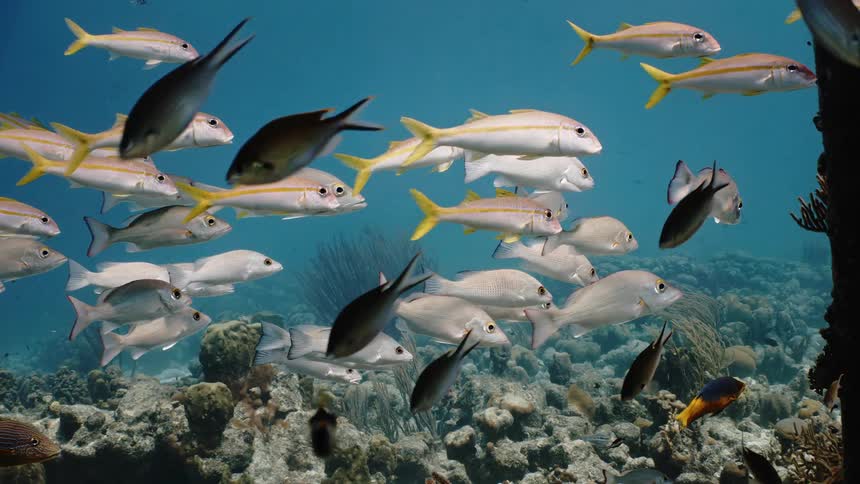 Shoal of tropical fish swimming near a submerged pole