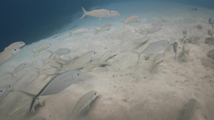 School of fish swimming on the seabed with white sand
