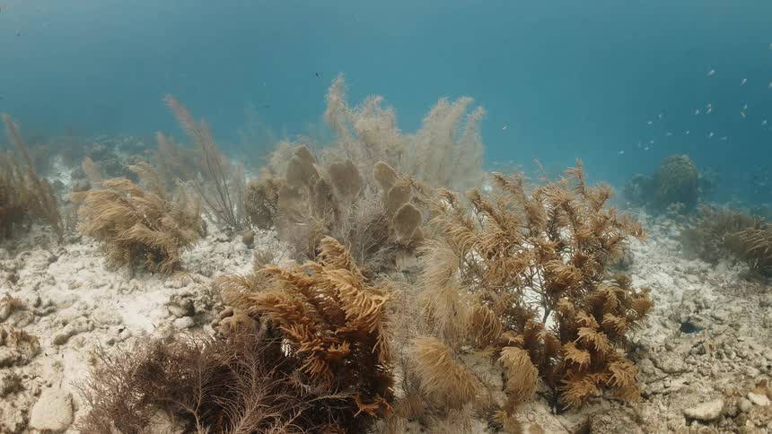 Aquatic plants and corals wave in the ocean current
