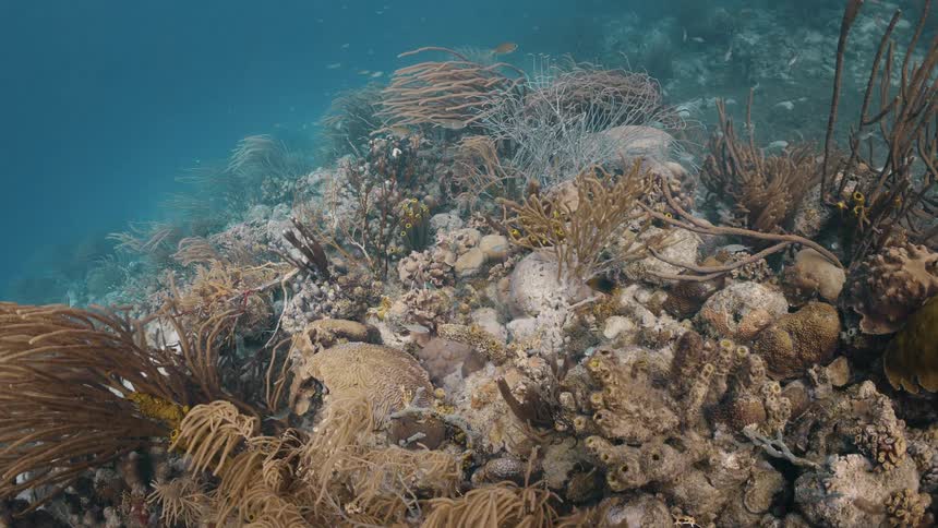 Cluster of corals and a reef on the seabed with small fish