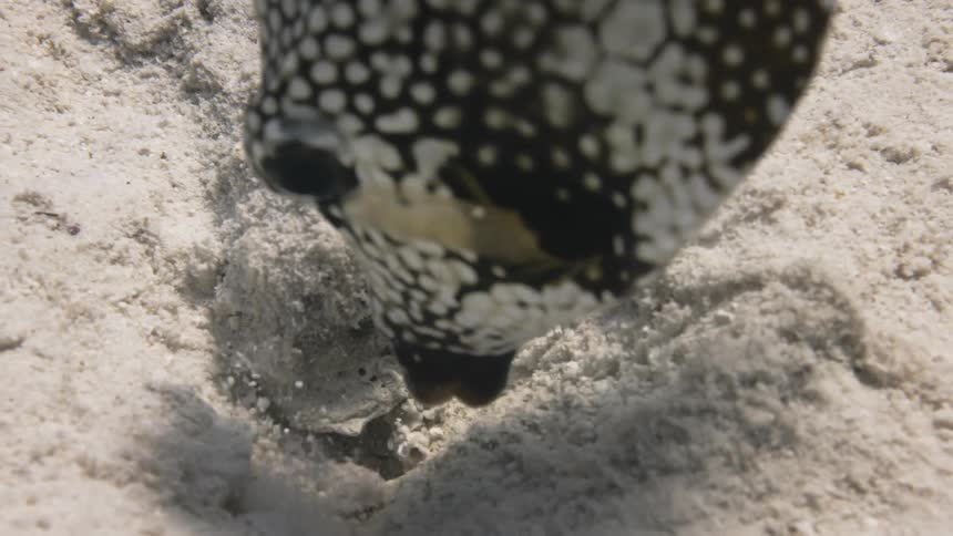 A fish with white spots on the bottom of the sea