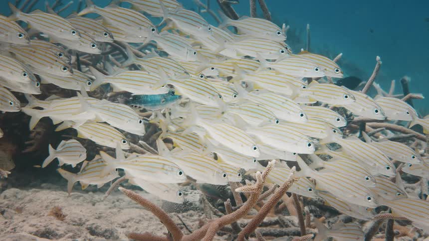 A shoal of tropical fish swimming over a coral reef