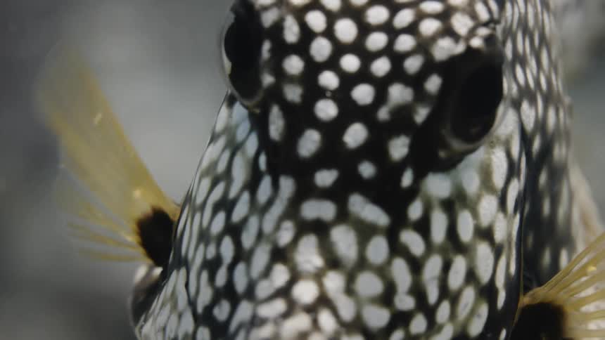 Close up of a tropical fish swimming