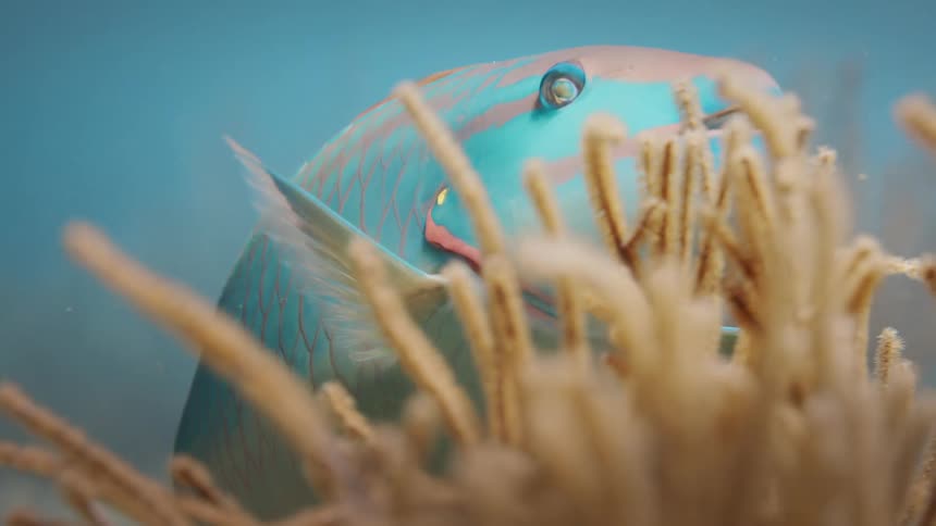 A blue fish swimming close to plants at the bottom of the sea