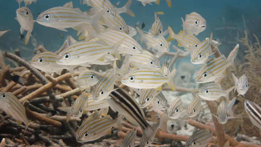 Small school of fish at the bottom of the ocean