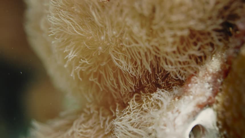 The coral reef moves underwater