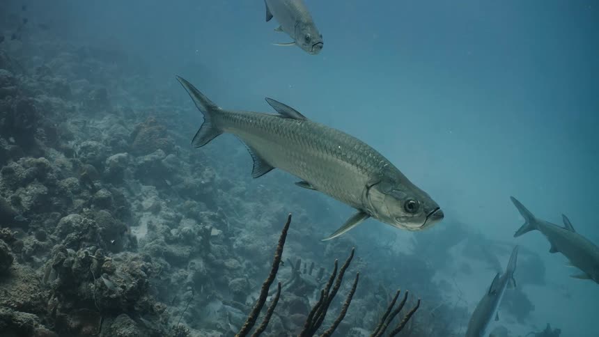 Underwater near the coral reef fish are seen swimming around