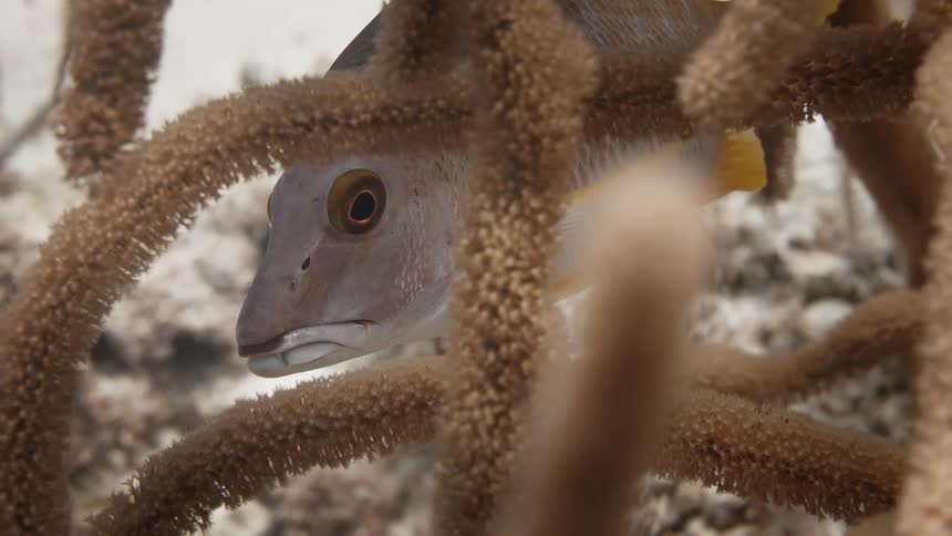 Fish hiding behind coral swims away