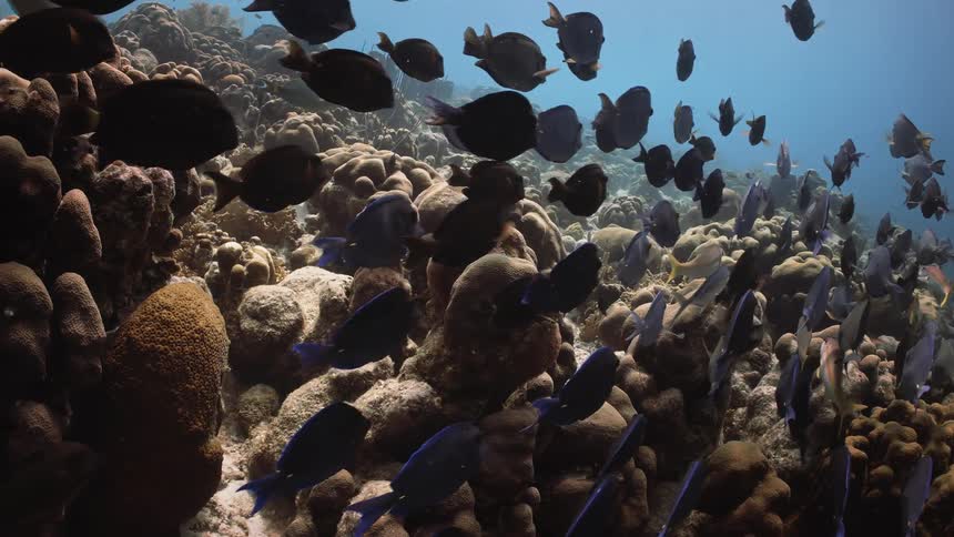 Peixe swimming among corals all moving in the same direction