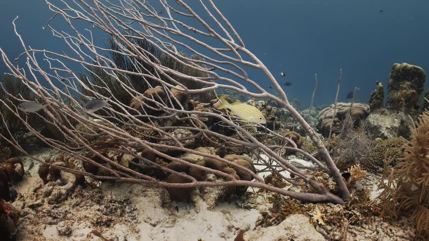 The ocean floor underwater fish swim around the reef