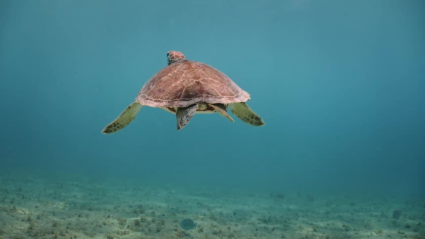 A turtle swimming slowly in the blue sea
