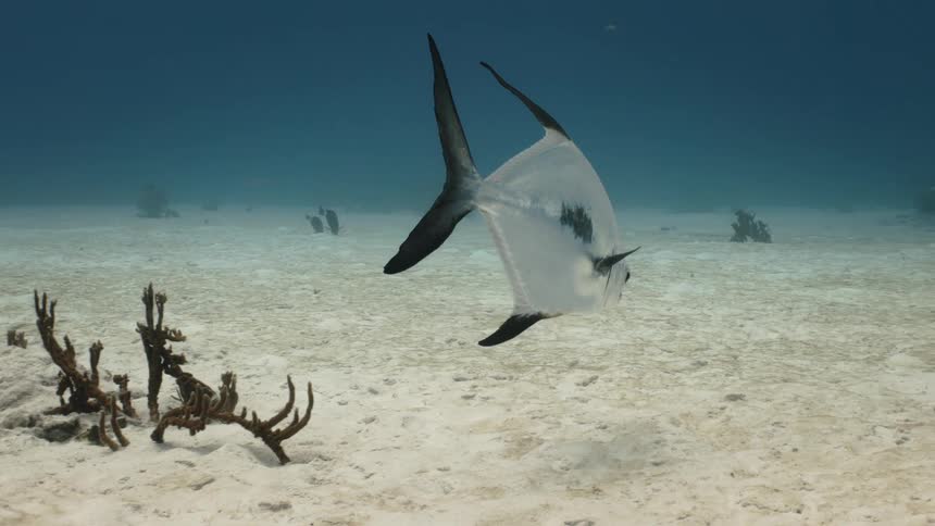 A fish with black fins swimming at the bottom of the ocean