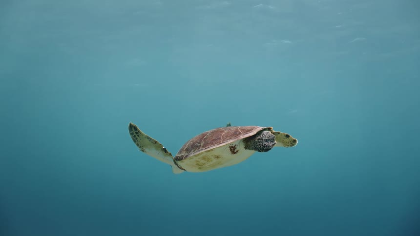 Turtle swimming in the sea with sunlight reflecting on the water