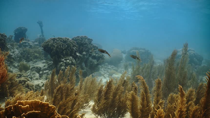 Fish swim together underwater