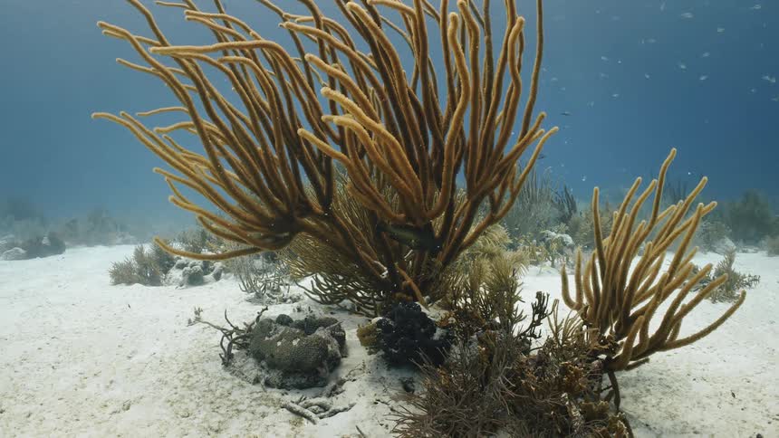 Aquatic plants and corals wave in the ocean current