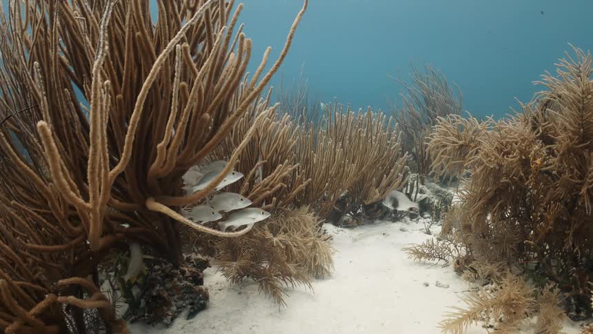 Small fish swimming among the seaweed