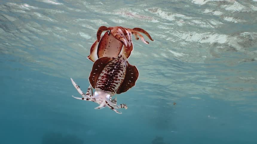 A squid floating in the sea near the surface