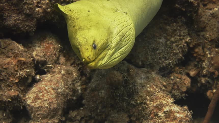 Close up of a yellow marine eel swimming