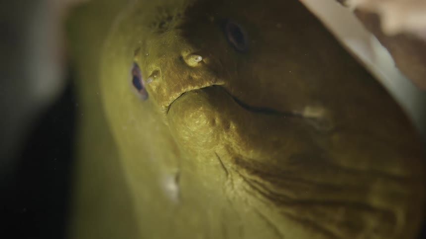 The bottom of a dirty gold colored fishs narrow face wrinkles as its mouth opens revealing a top set of sharp teeth and a gray mouth before closing back up