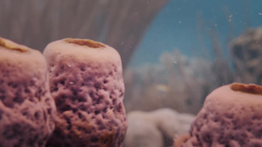 Aquatic plants and corals wave in the ocean current