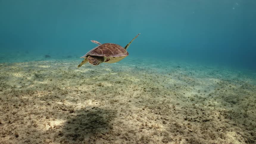 Turtle swimming in the midst of a blue sea