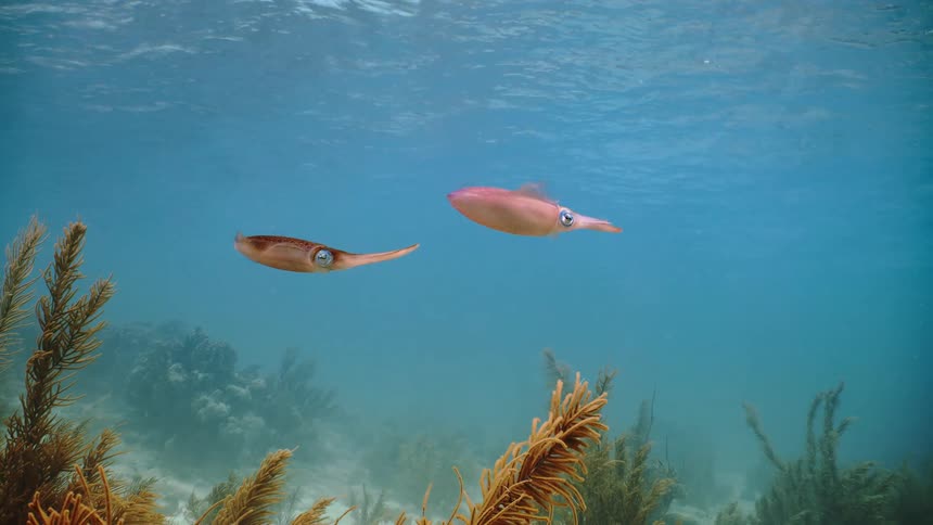 The fish are swimming underwater
